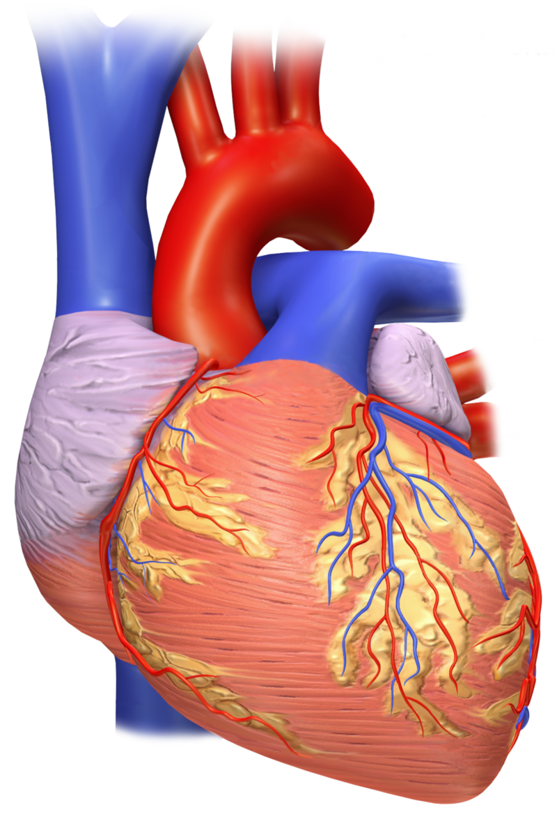 What Is An Artery Bypass